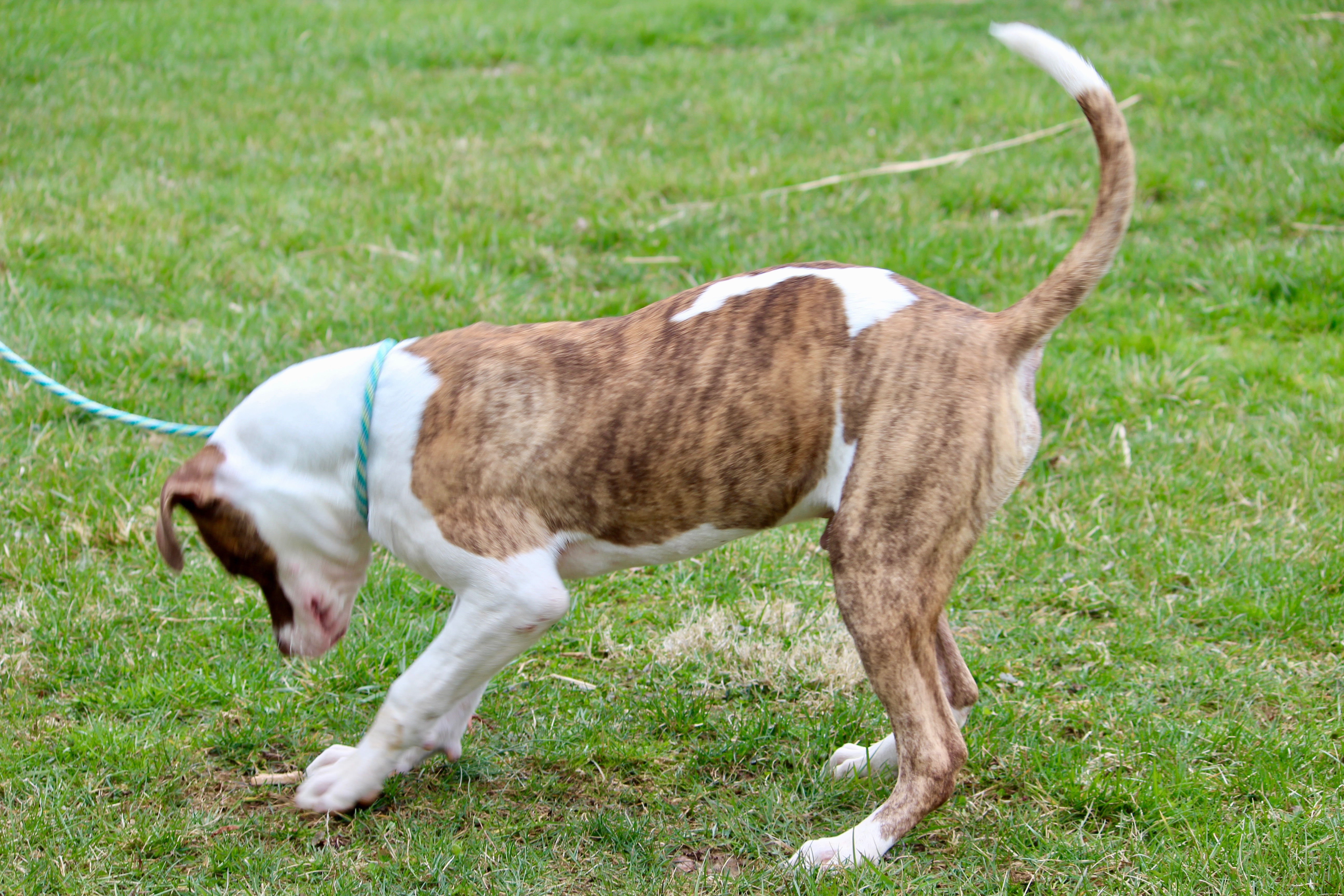 GUS (MILLIGAN), a Adoptable Mixed Breed in Brazil, IN image 3/5