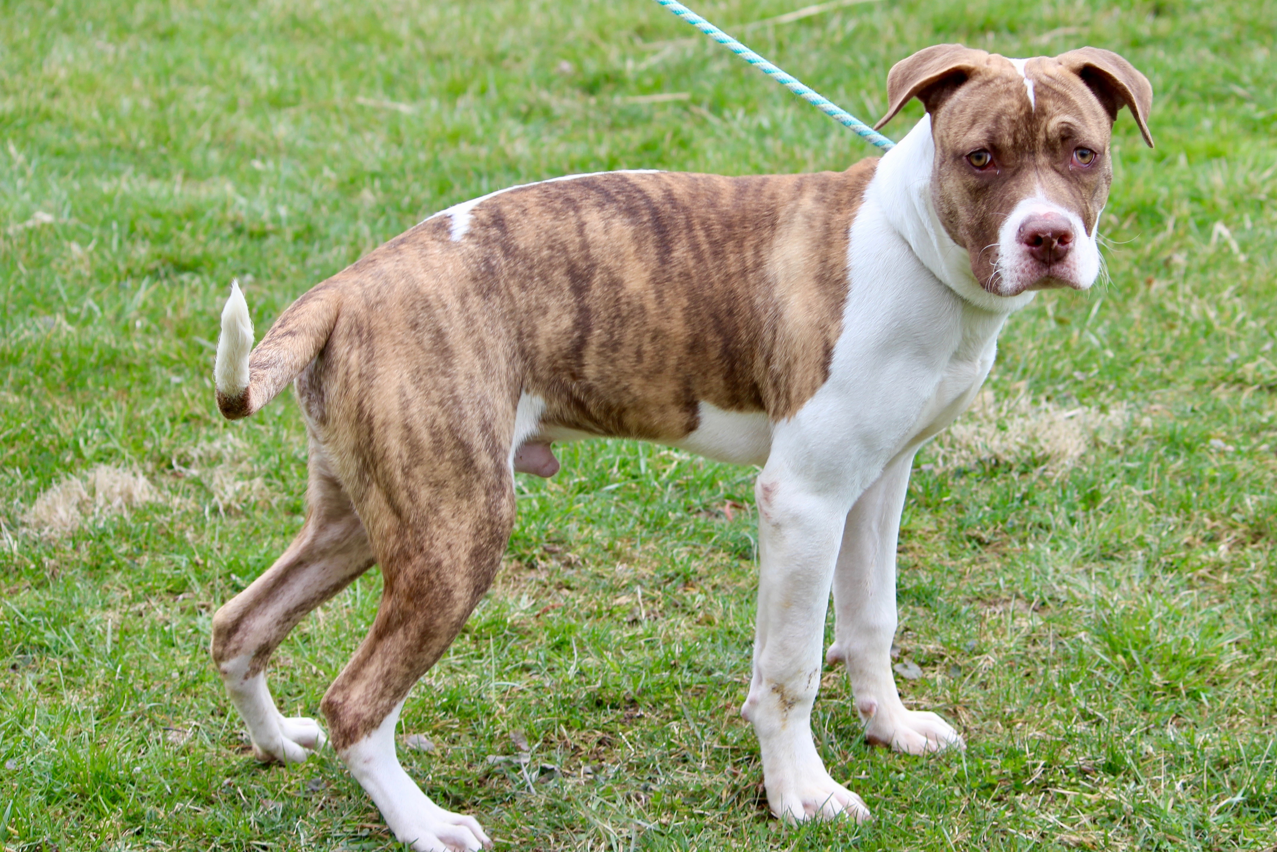 GUS (MILLIGAN), a Adoptable Mixed Breed in Brazil, IN image 2/5