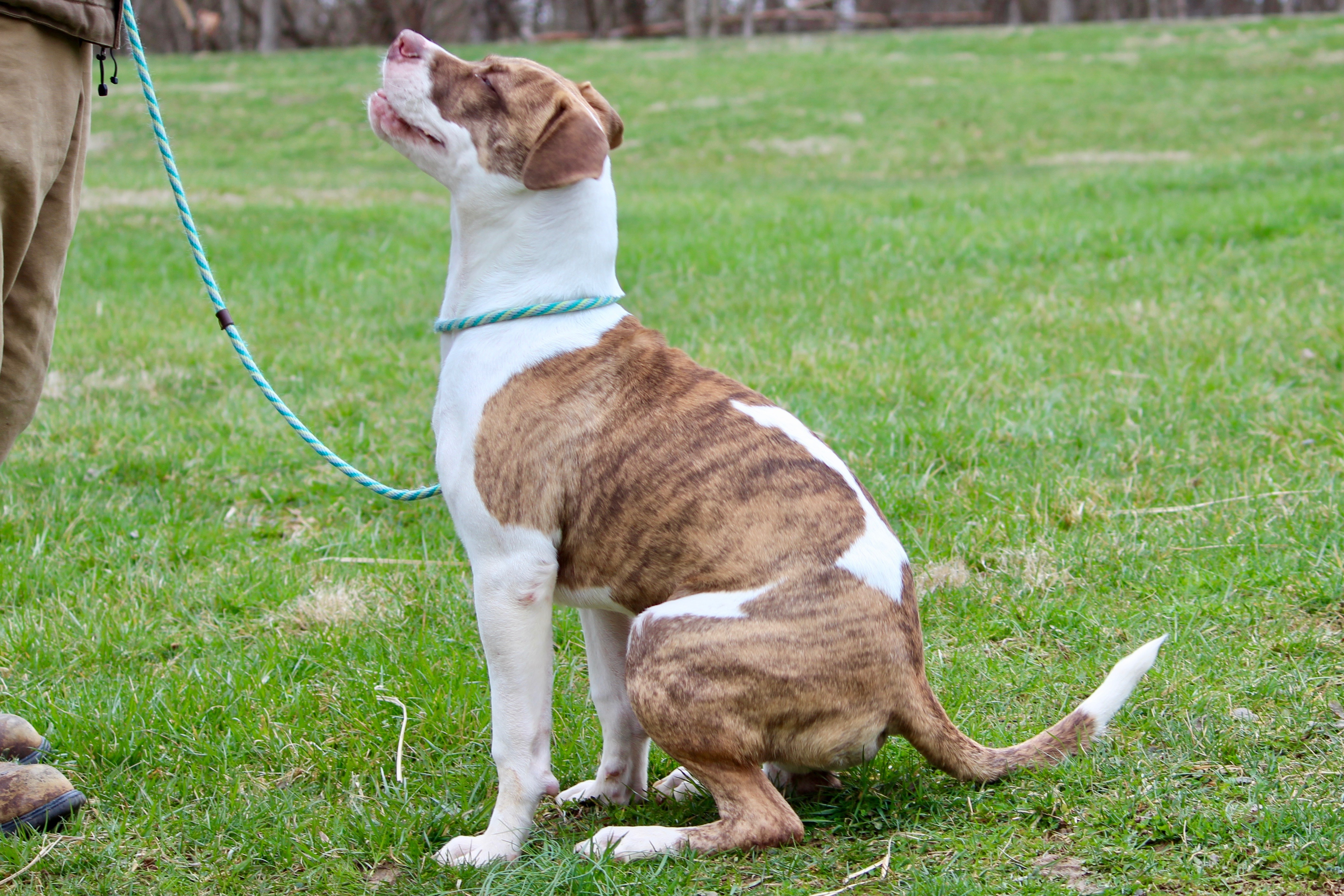 GUS (MILLIGAN), a Adoptable Mixed Breed in Brazil, IN image 4/5