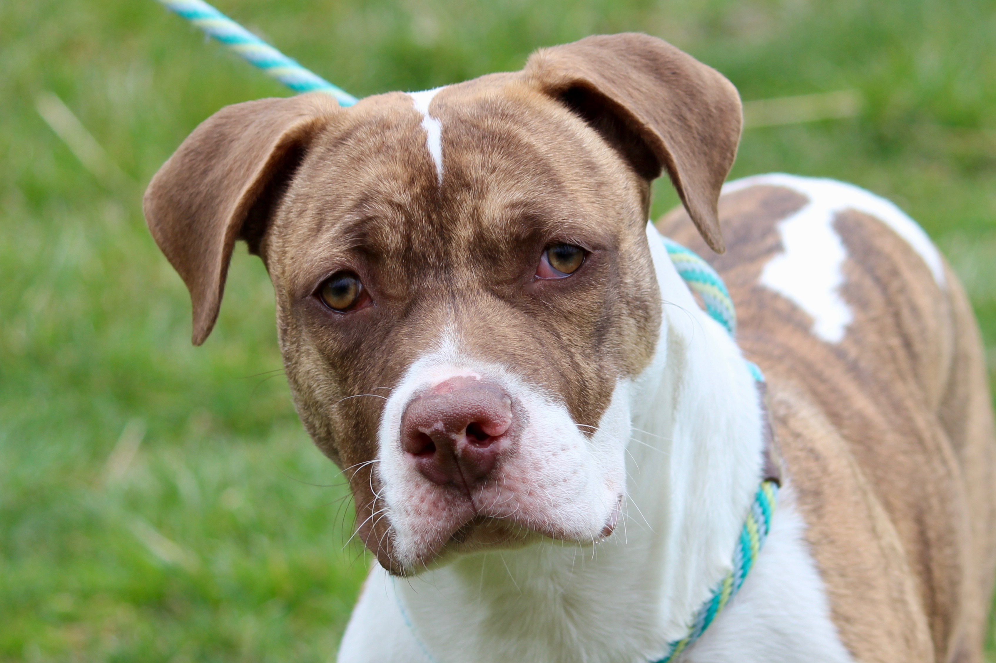 GUS (MILLIGAN), Adoptable, Adult Male Mixed Breed.