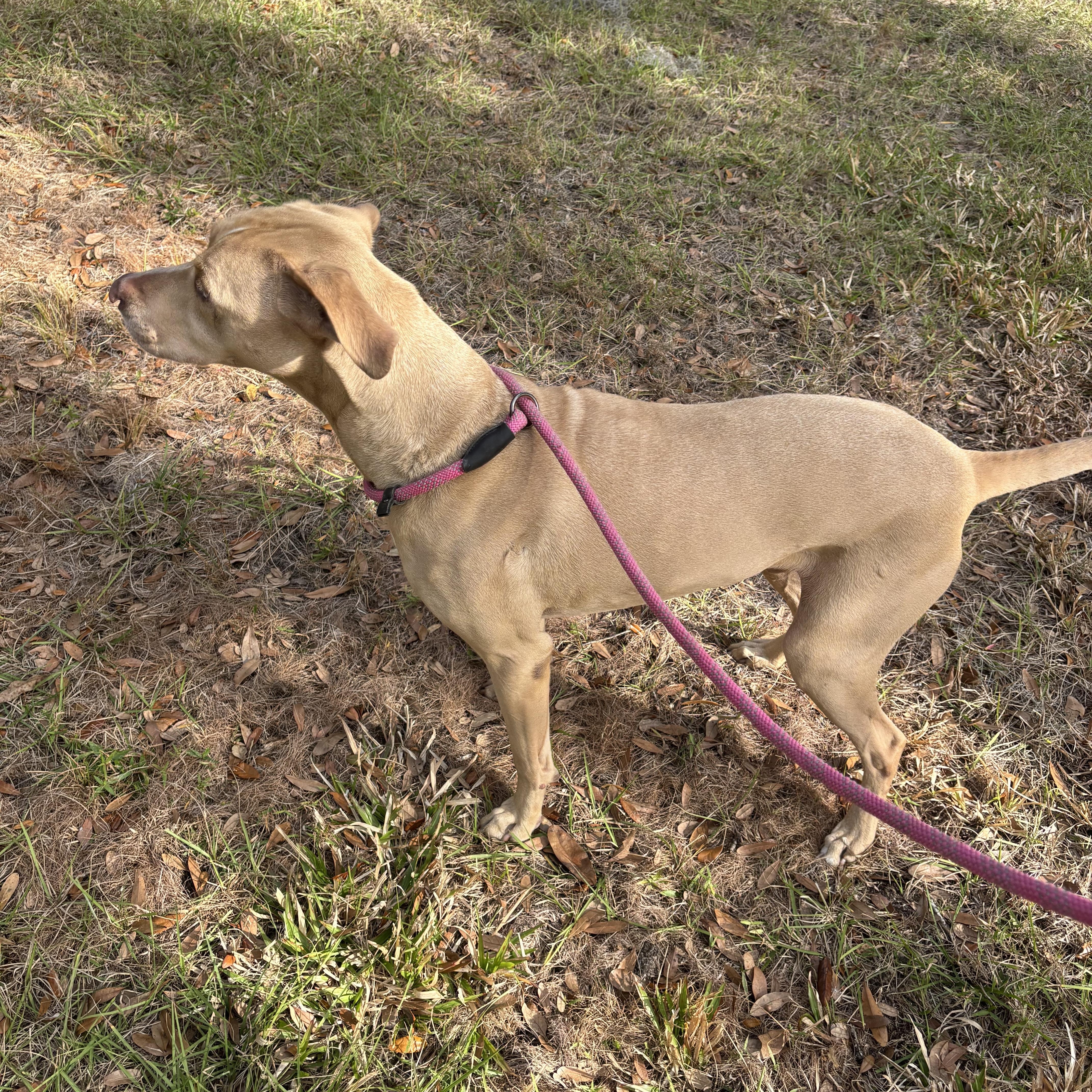 Enlarge Bubba , a ADOPTABLE mixed breed in Arcadia, FL image 5/5