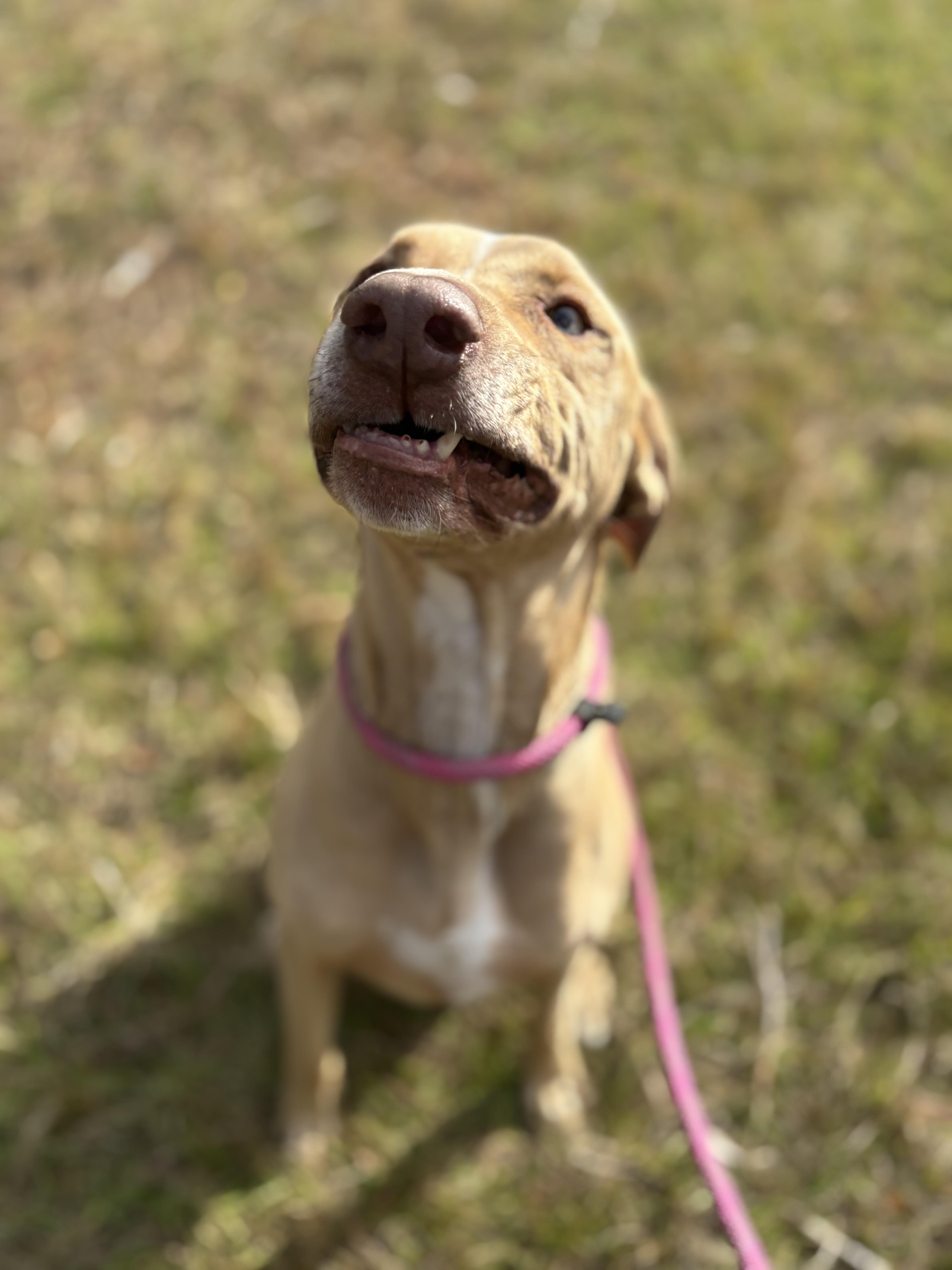 Enlarge Bubba , a ADOPTABLE mixed breed in Arcadia, FL image 1/5