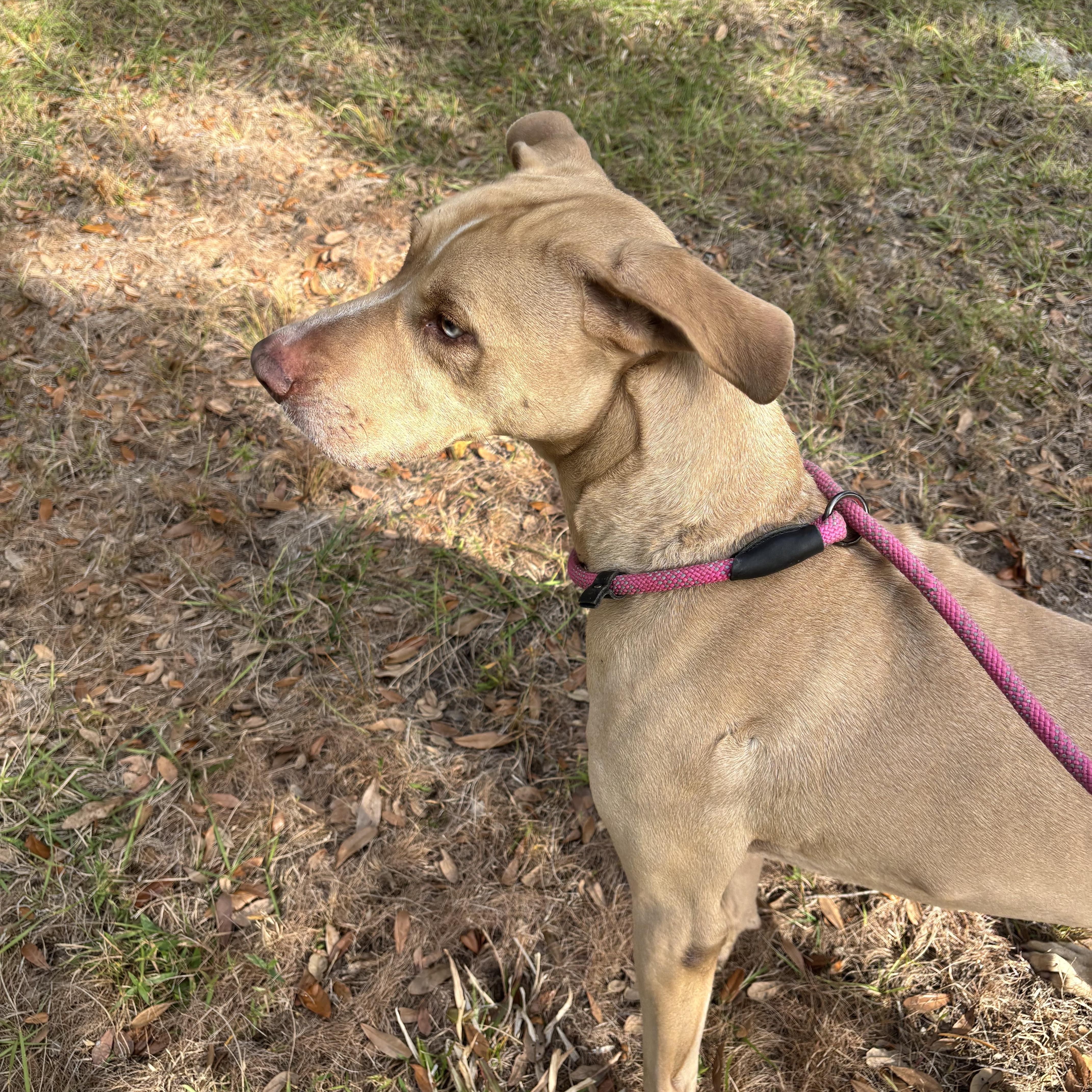 Enlarge Bubba , a ADOPTABLE mixed breed in Arcadia, FL image 2/5
