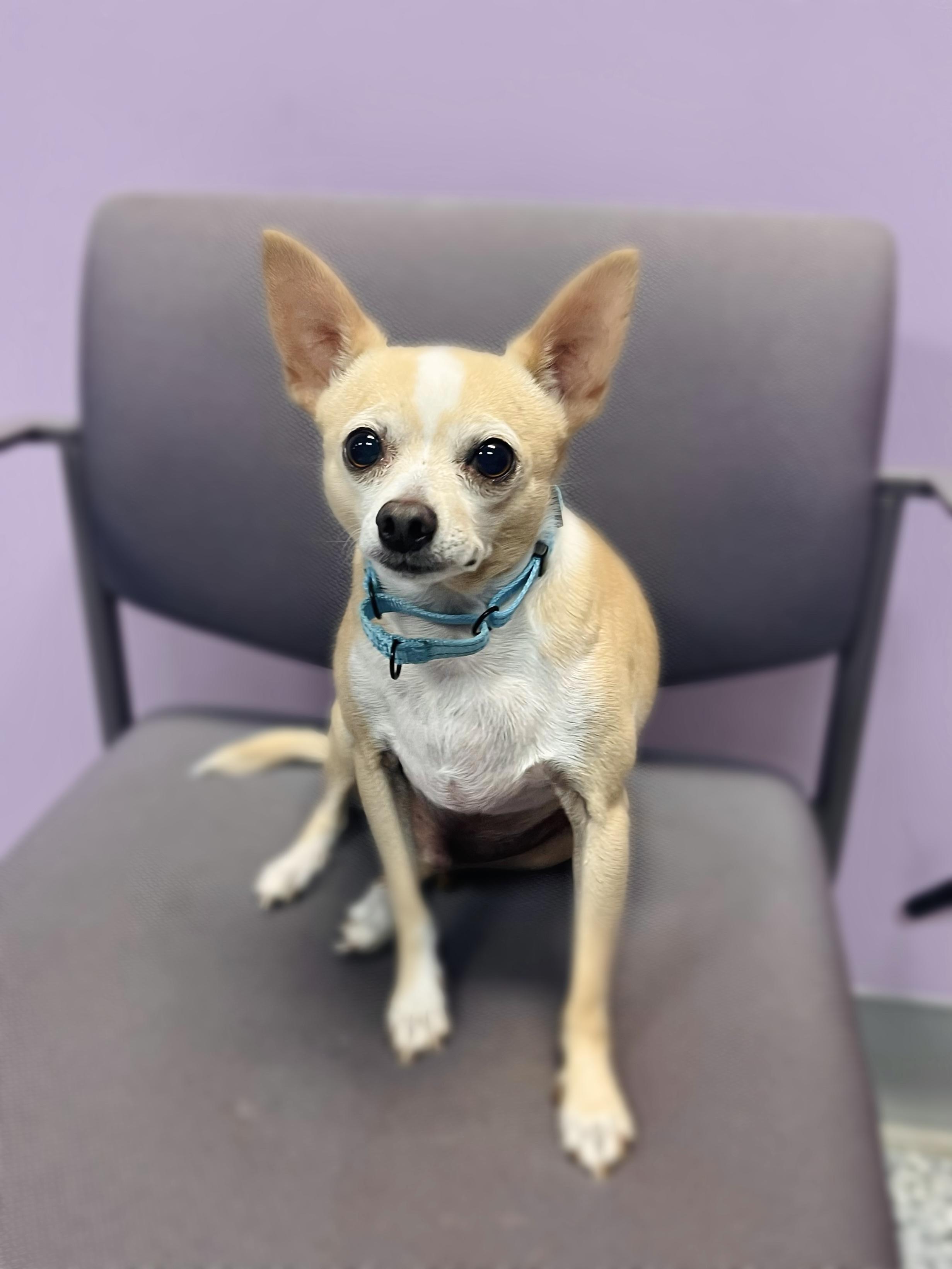 Taco Bell in NH! Come Meet our Adoptable Dogs Wednesday-Saturday. More info in Bio!