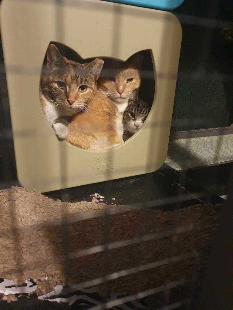 Enlarge Rose (Barn Cat), a Adopted mixed breed in Parkville, MD image 3/6