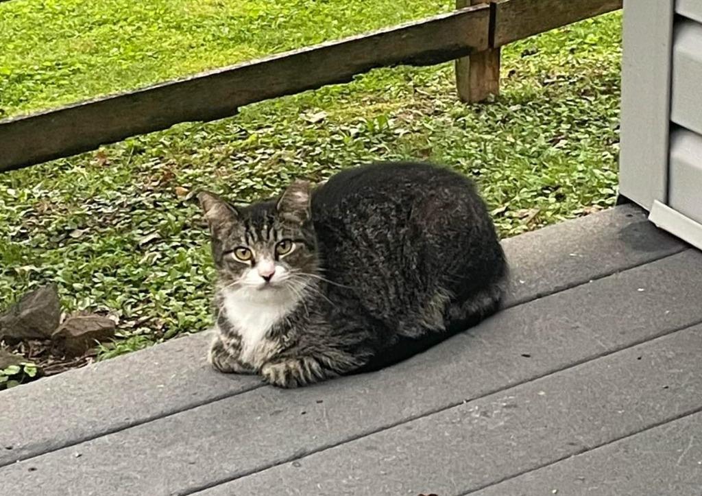 Enlarge Rose (Barn Cat), a Adopted mixed breed in Parkville, MD image 6/6