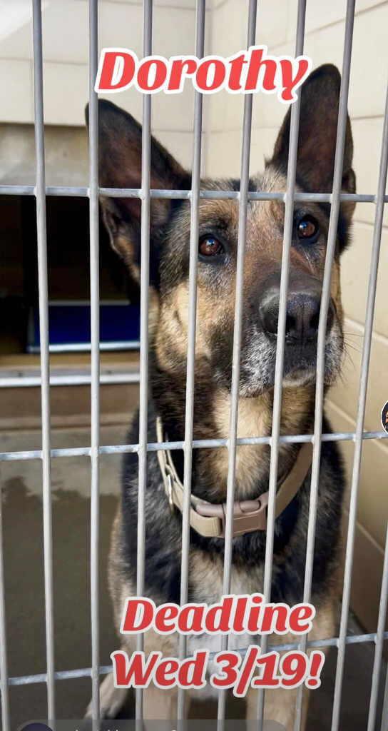 Dorothy, a Adoptable German Shepherd Dog in Pleasant Grove, CA image 1/3