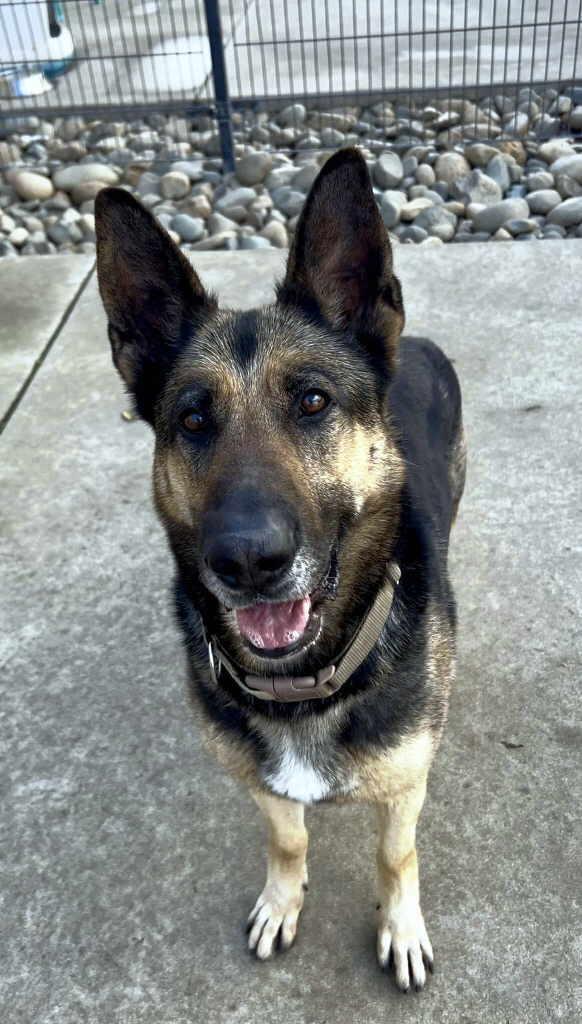 Dorothy, a Adoptable German Shepherd Dog in Pleasant Grove, CA image 2/3