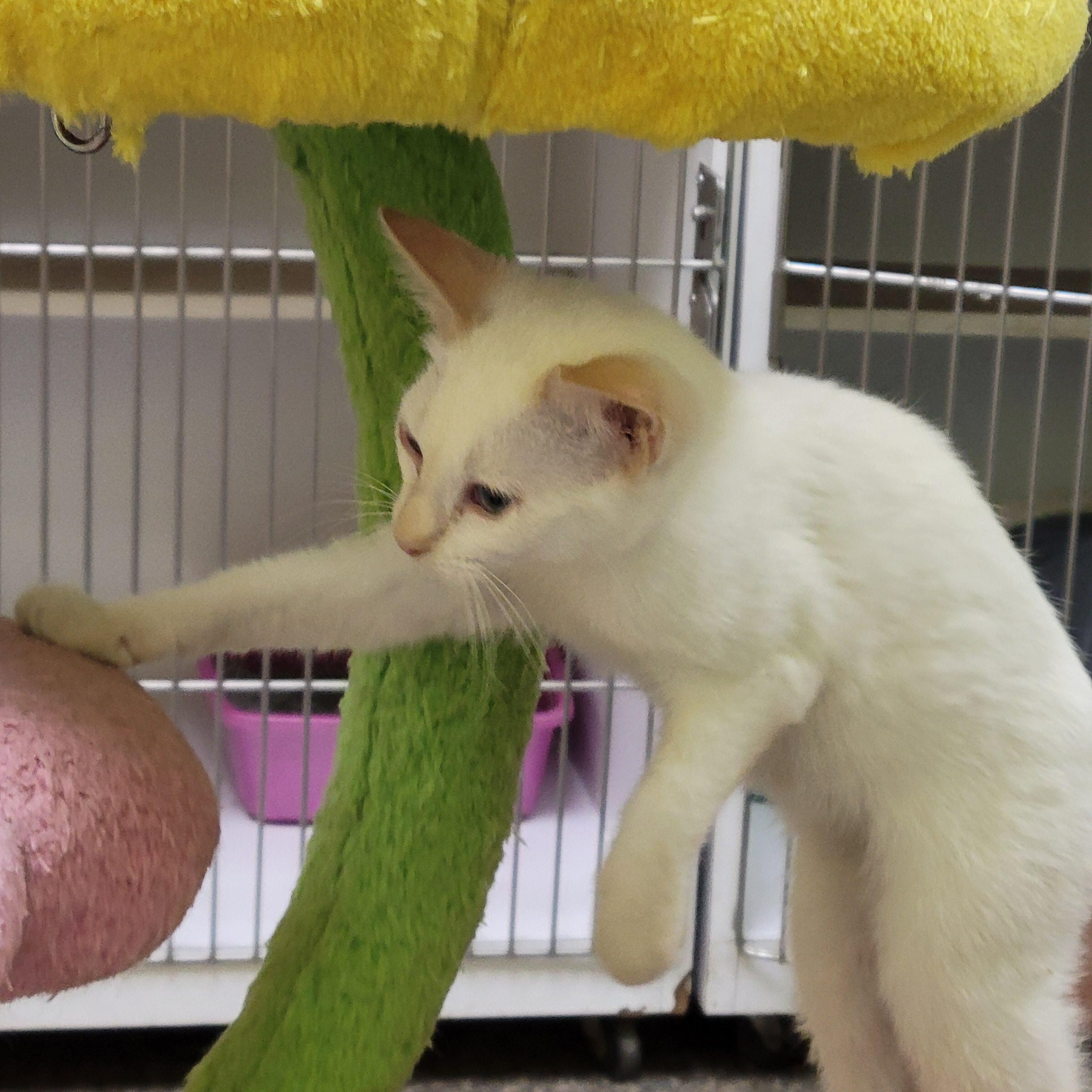 Foxy, ADOPTABLE, Kitten Female Siamese & Domestic Short Hair.