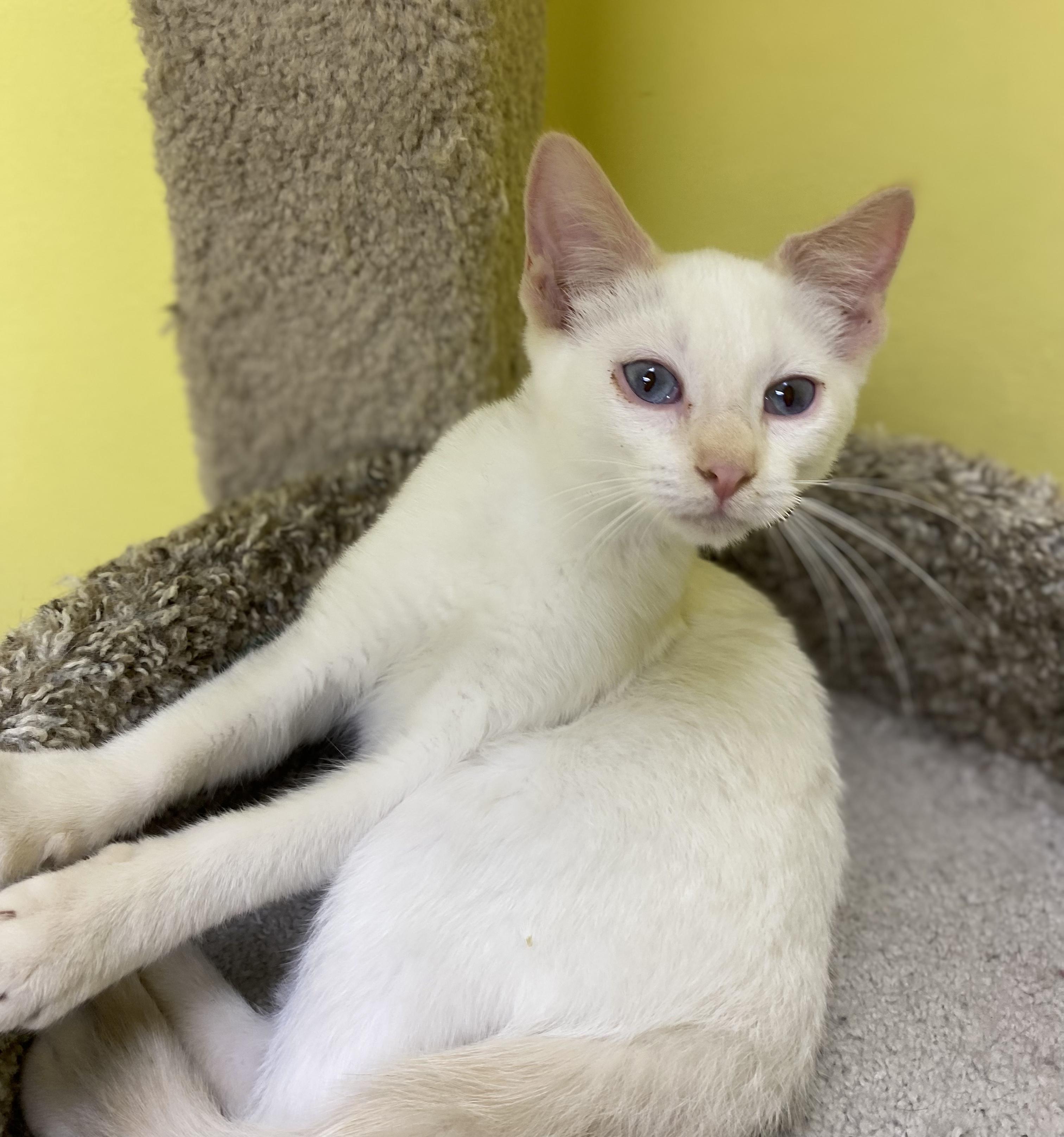 Enlarge Foxy, a ADOPTABLE mixed breed in Memphis, TN image 2/3