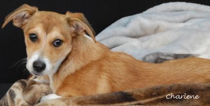 Enlarge Bonnie, an adoptable mixed breed in Newland, NC image 2/2