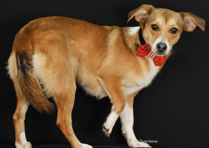 Enlarge Bonnie, an adoptable mixed breed in Newland, NC image 1/2