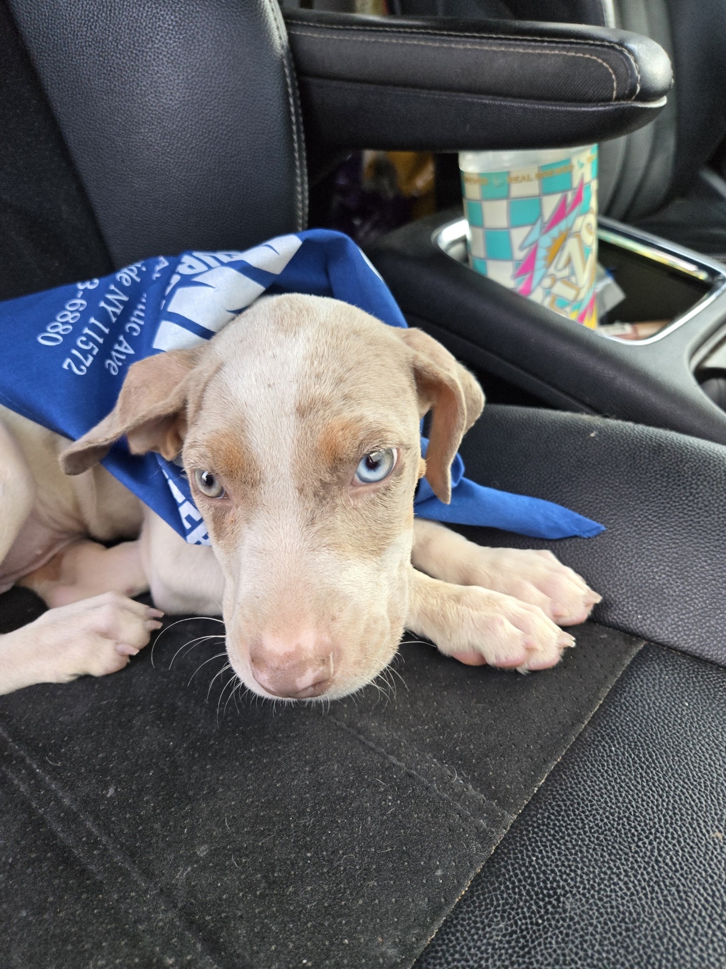 Cali, Adopted, Puppy Female Pit Bull Terrier.