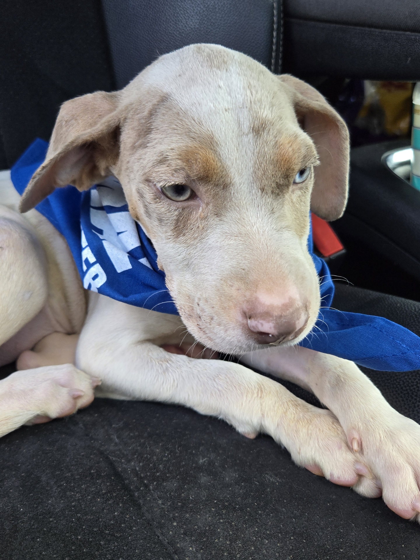 Enlarge Cali, a Adopted Pit Bull Terrier in Far Rockaway, NY image 2/5