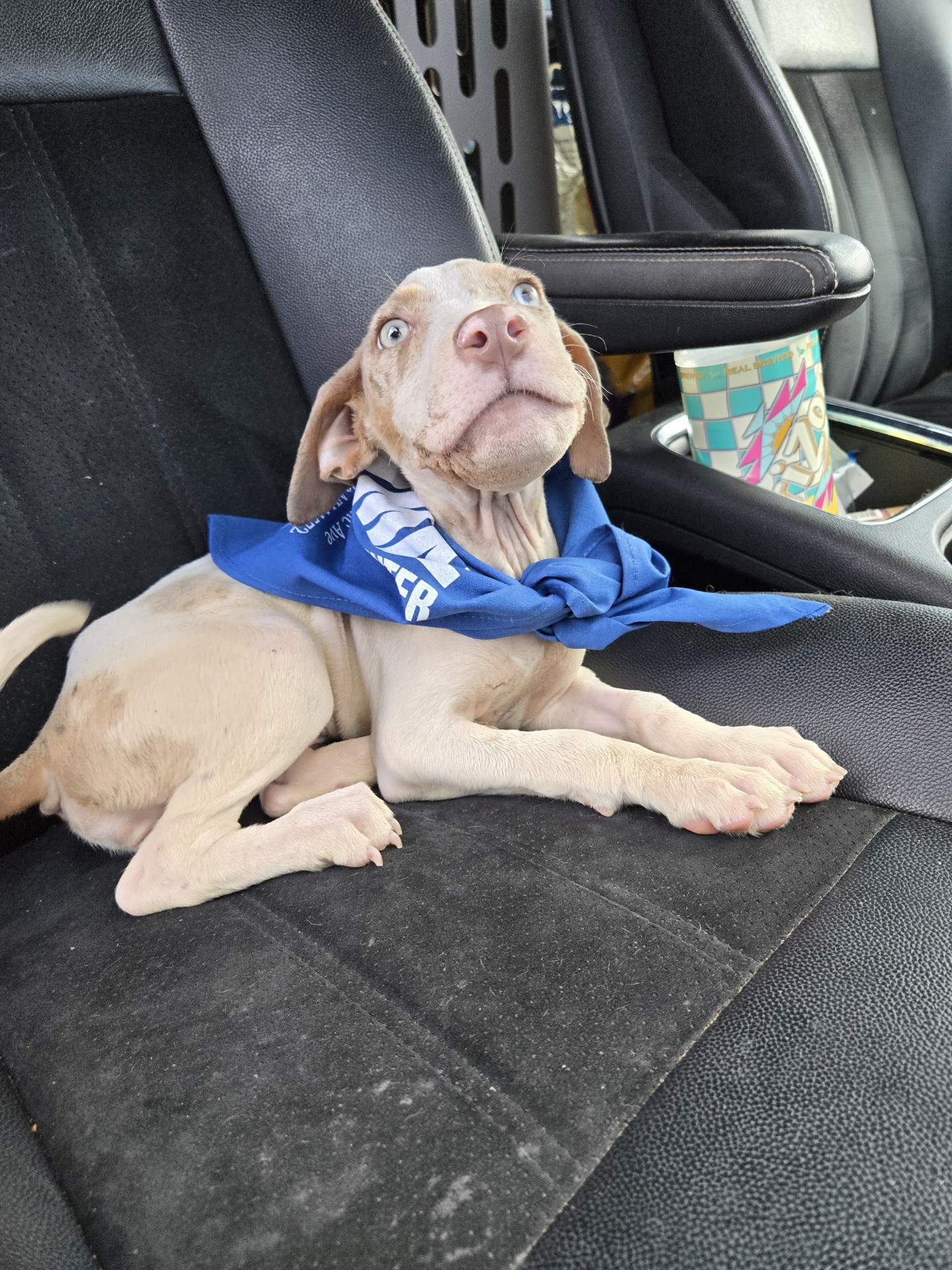 Enlarge Cali, a Adopted Pit Bull Terrier in Far Rockaway, NY image 3/5