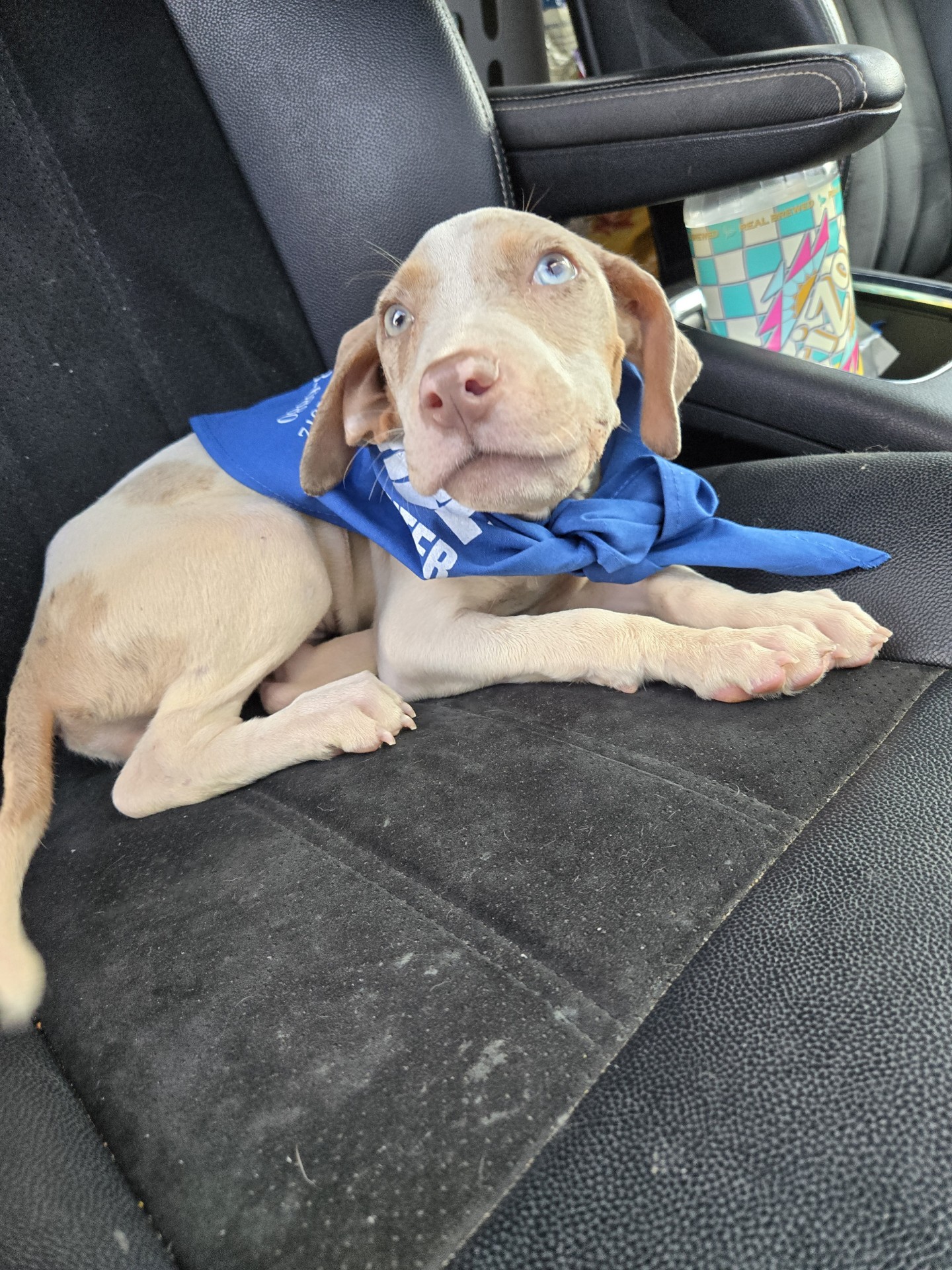 Enlarge Cali, a Adopted Pit Bull Terrier in Far Rockaway, NY image 4/5