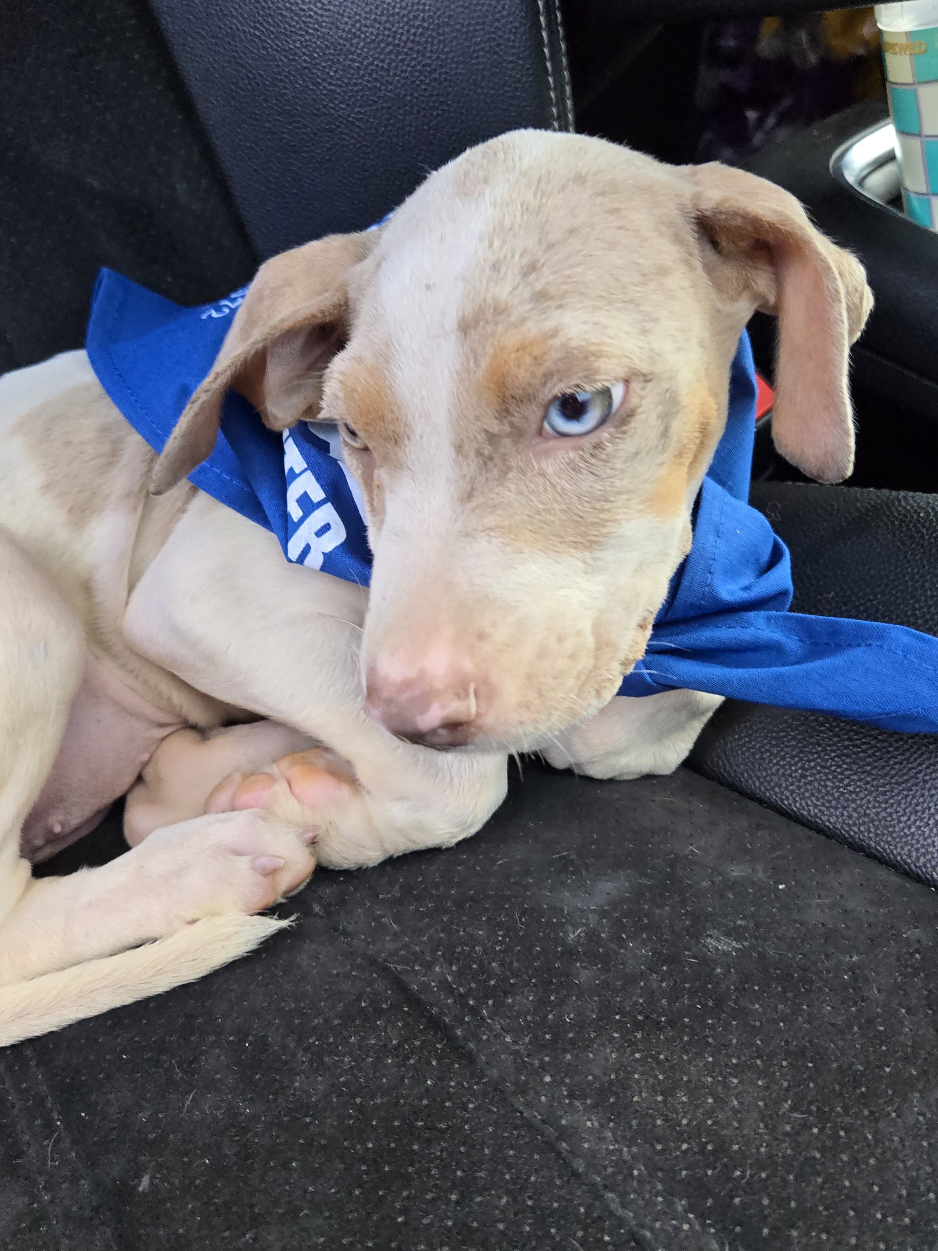 Cali, Adopted, Puppy Female Pit Bull Terrier.