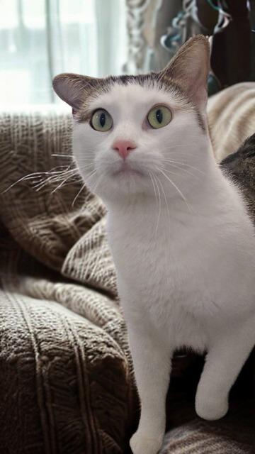 Watson, Adoptable, Adult Male Domestic Short Hair.