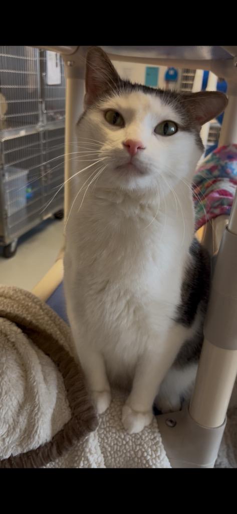 Enlarge Watson, a Adopted mixed breed in Barron, WI image 1/6