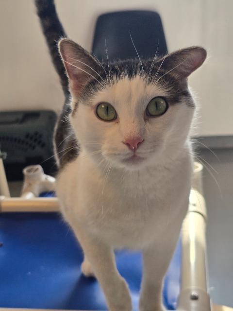 Enlarge Watson, a Adopted mixed breed in Barron, WI image 2/6