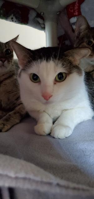 Enlarge Watson, a Adoptable mixed breed in Barron, WI image 3/4