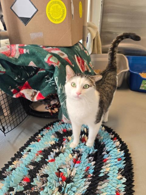 Enlarge Watson, a Adopted mixed breed in Barron, WI image 5/6