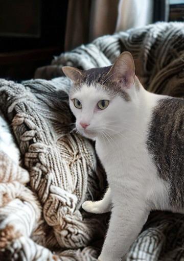 Enlarge Watson, a Adopted mixed breed in Barron, WI image 6/6