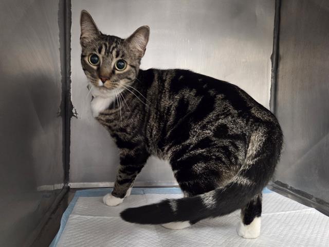 MARGARITA, Adoptable, Adult Female Domestic Short Hair.