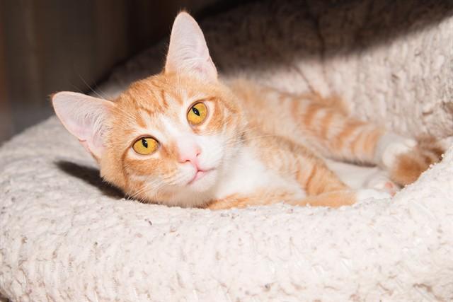 Enlarge CLEMENTINE, a Adoptable Domestic Short Hair in Santa Monica, CA image 1/1
