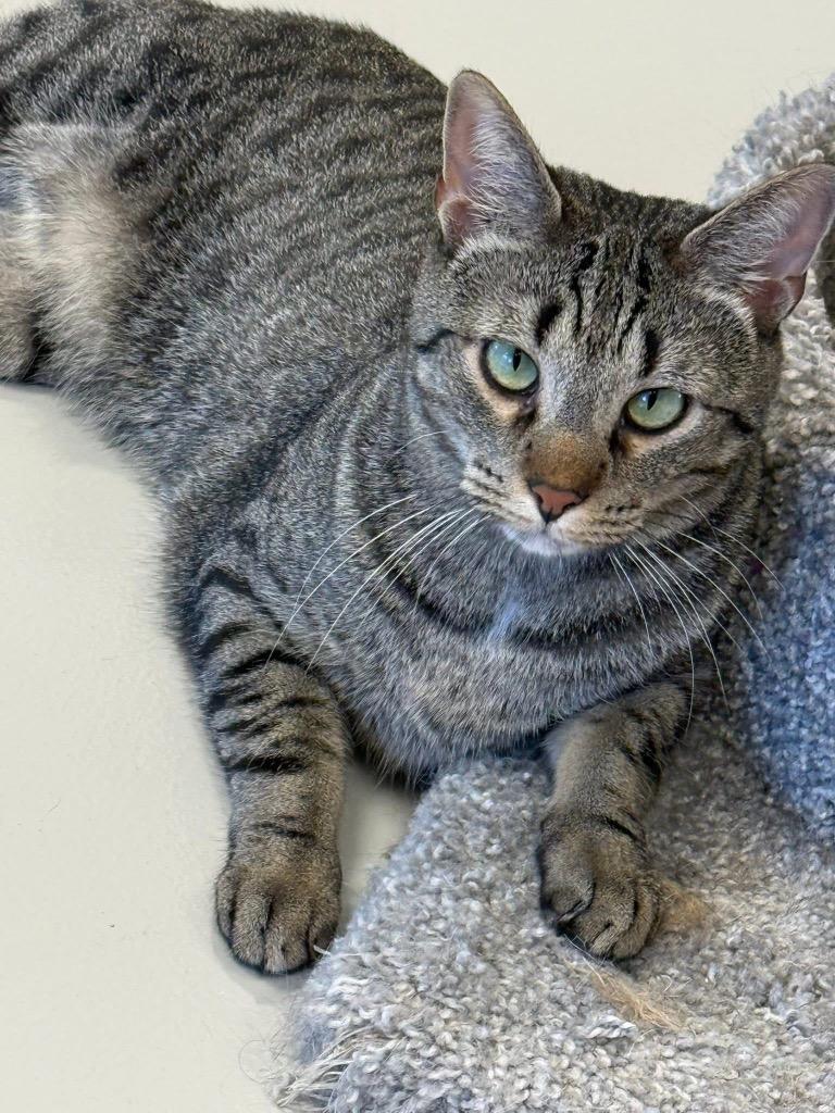 Ezra, Adoptable, Young Male Domestic Short Hair.