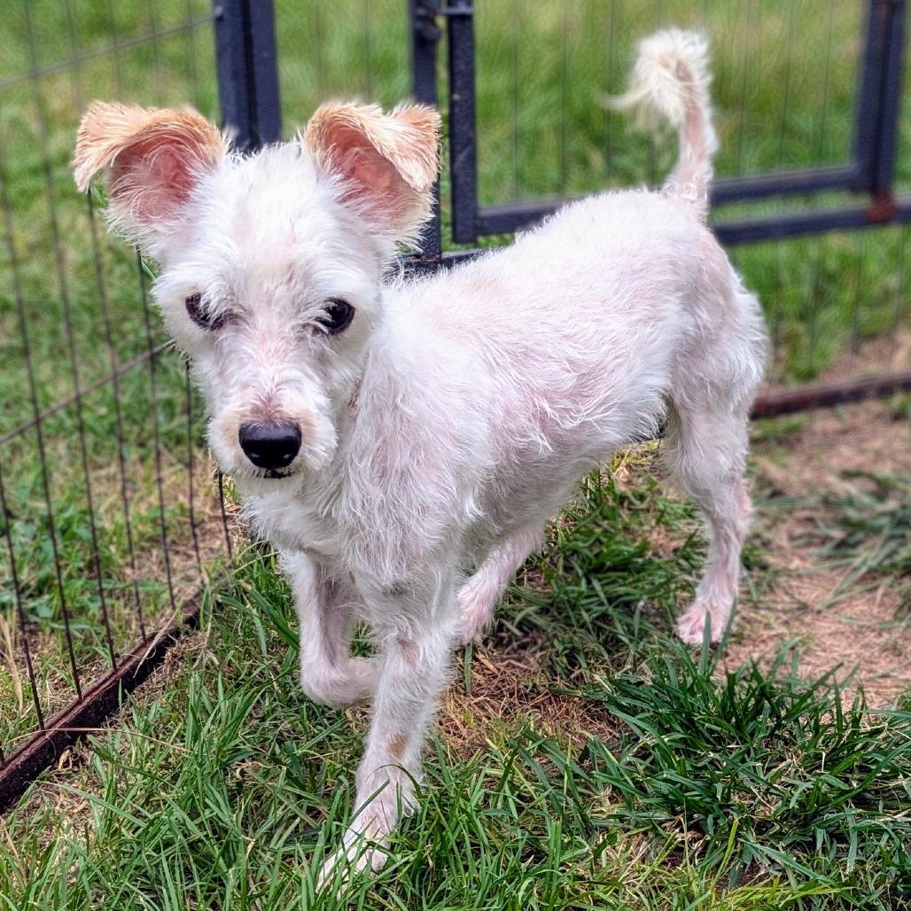 Shadow Jayden thumbnail 6