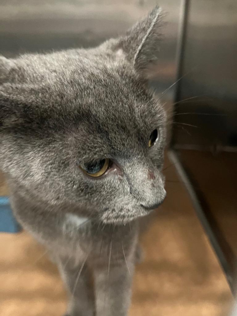 Beulah, Adoptable, Young Female Domestic Short Hair.