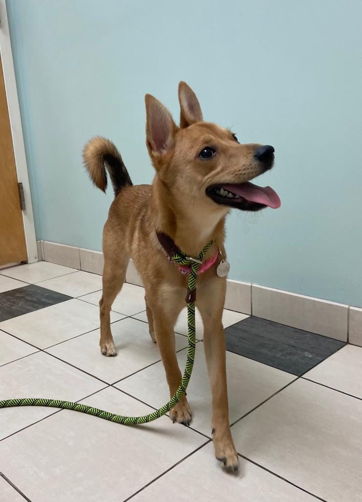 Belle, Adoptable, Puppy Female Mixed Breed.