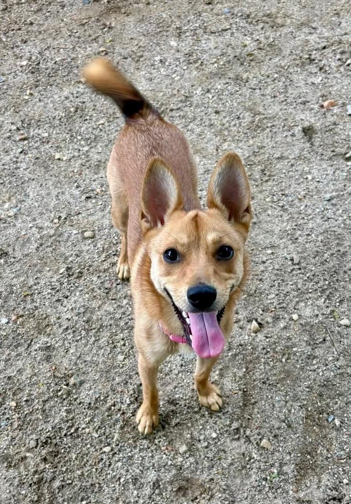 Belle, a Adoptable mixed breed in Hampton, VA image 2/2