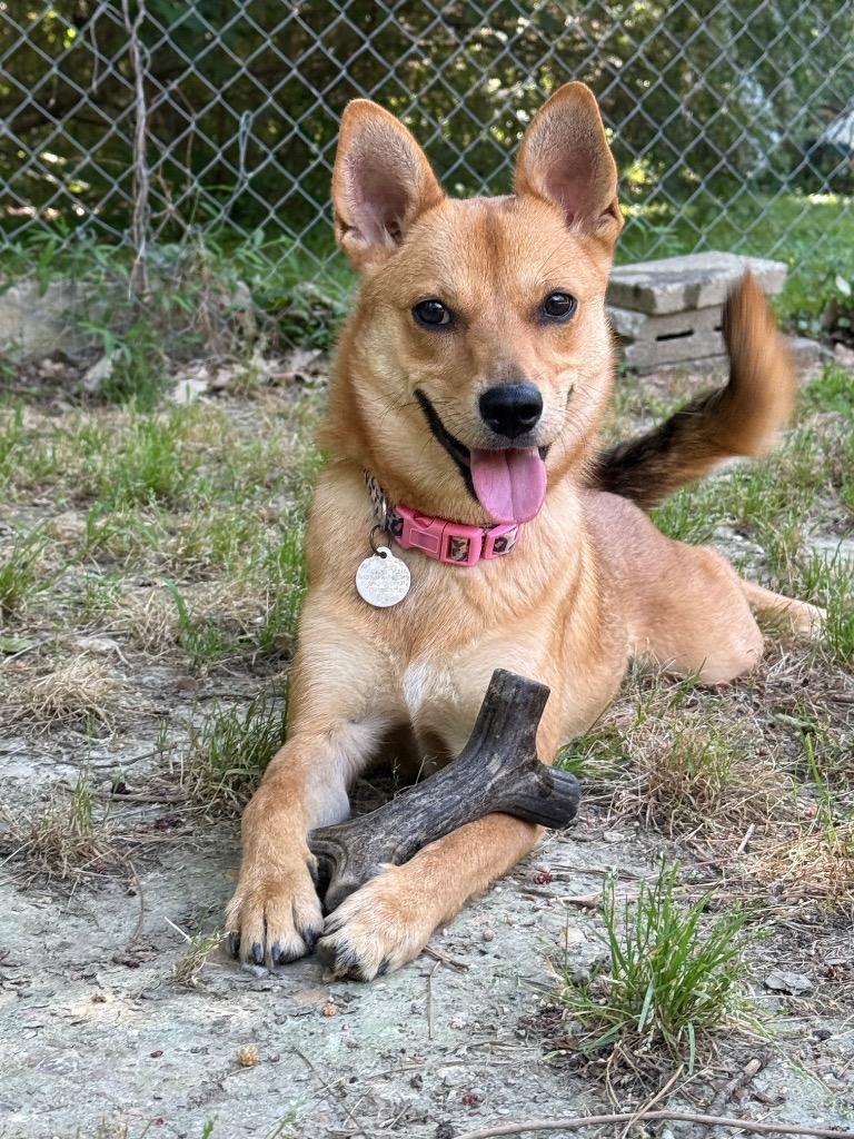 Belle, a Adoptable mixed breed in Hampton, VA image 3/3