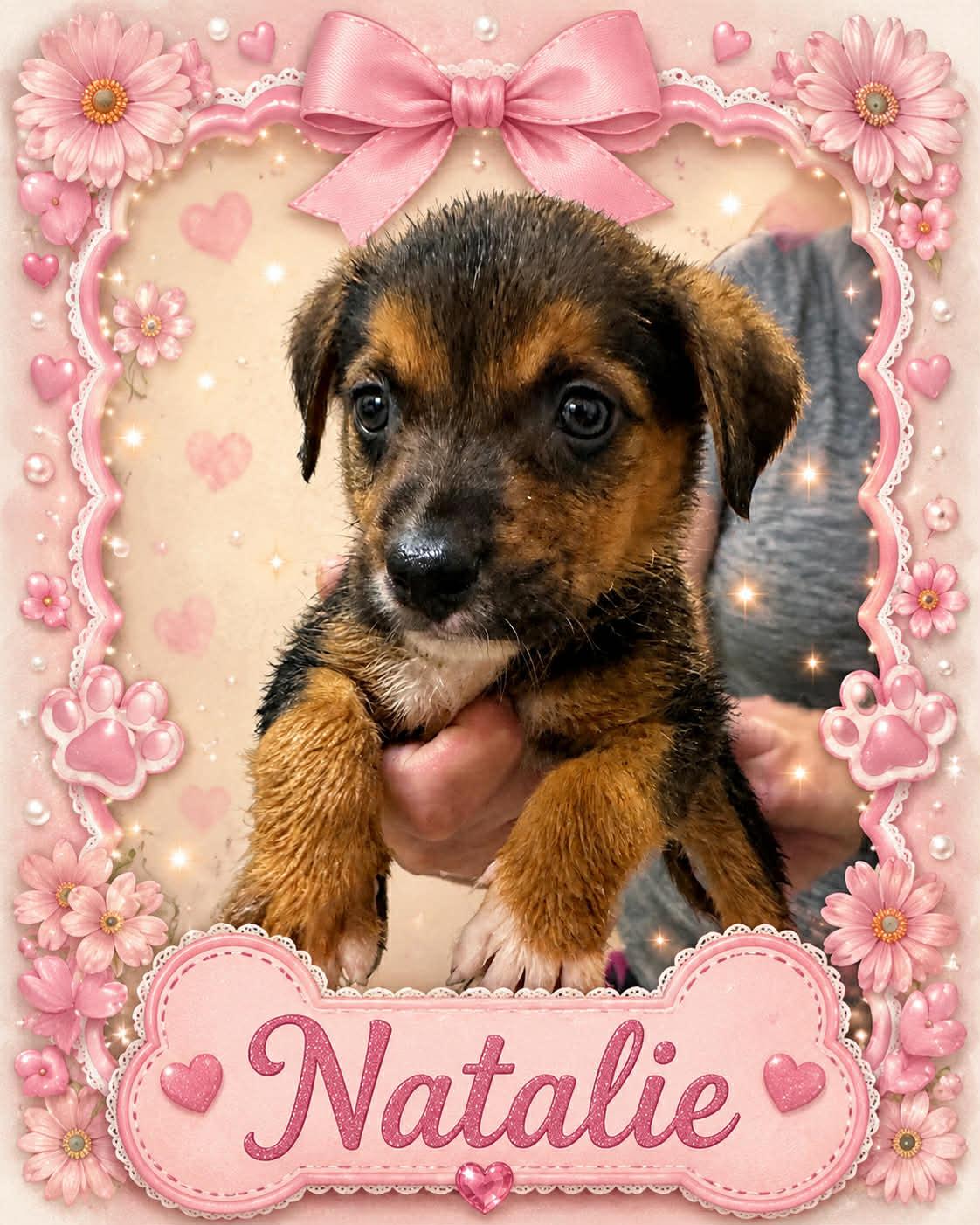 Natalie, ADOPTABLE, Puppy Female Australian Cattle Dog / Blue Heeler.