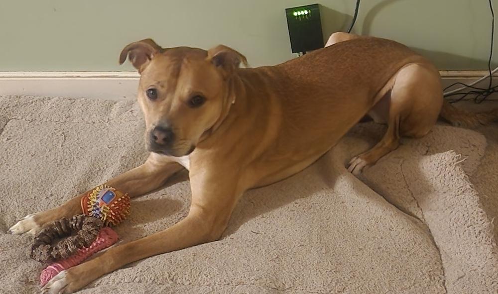 Enlarge Bailey, a Adoptable mixed breed in Louisa, VA image 1/2