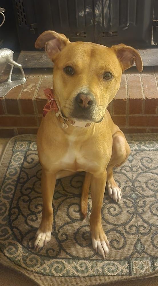 Enlarge Bailey, a Adoptable mixed breed in Louisa, VA image 2/2