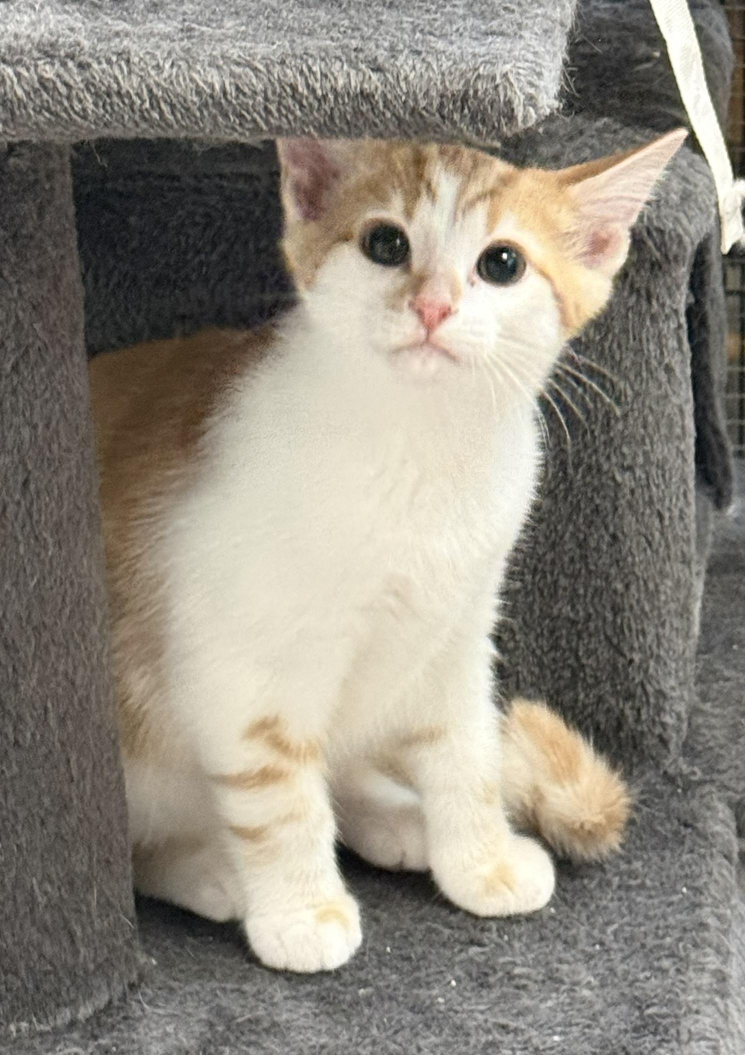 Enlarge Tigger, an adopted Domestic Short Hair in CANONSBURG, PA image 1/1