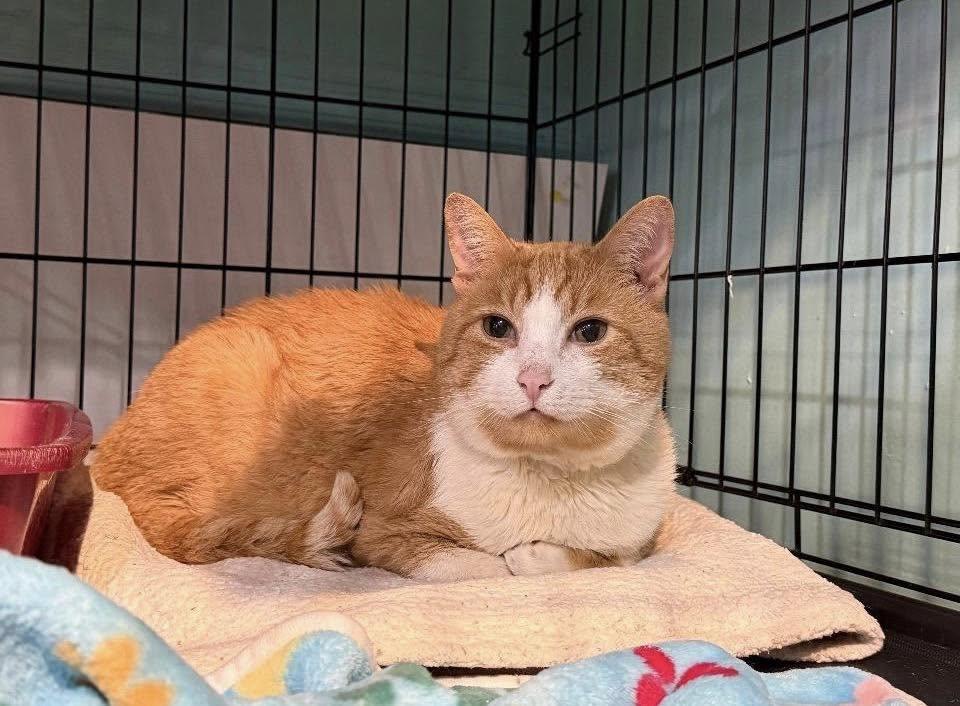 Enlarge Chico, an adopted Domestic Short Hair in Glendale, NY image 1/1