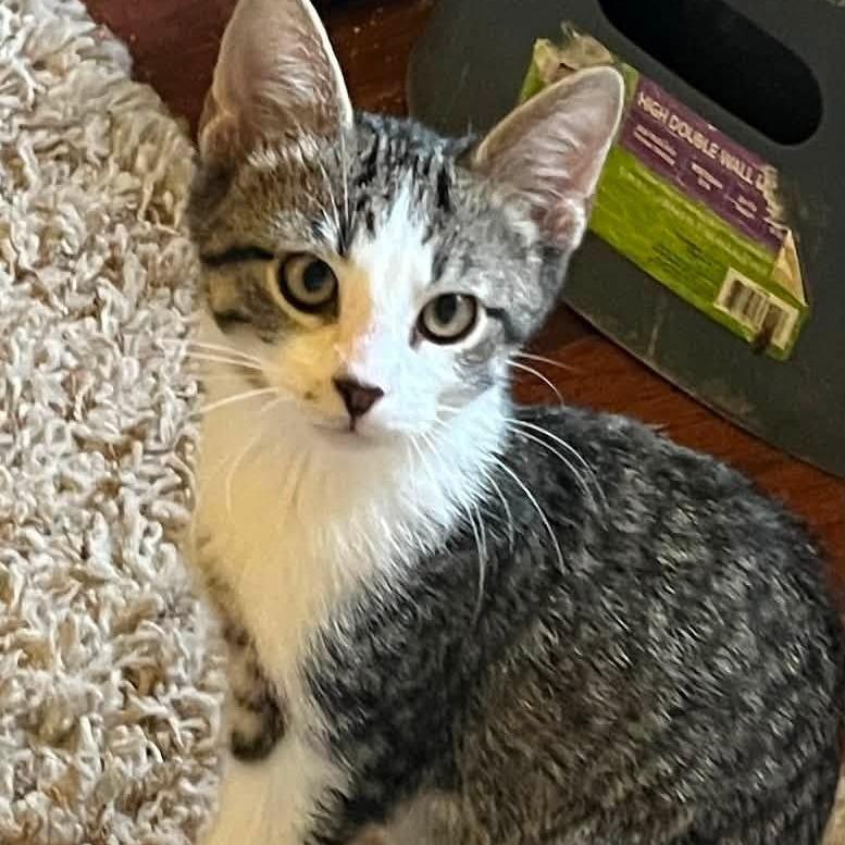 Enlarge Raymond Rain, a Adoptable Domestic Short Hair in Leechburg, PA image 3/6
