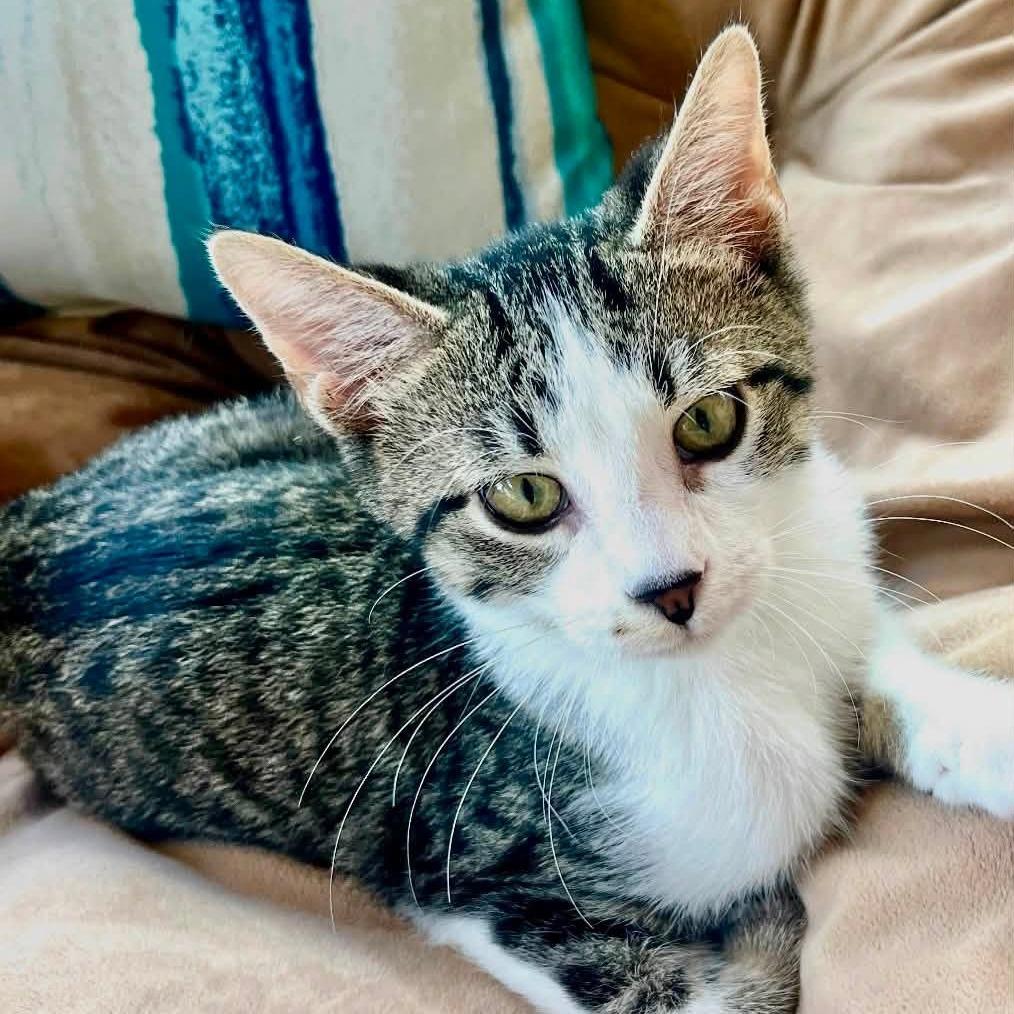 Enlarge Raymond Rain, a Adoptable Domestic Short Hair in Leechburg, PA image 5/6