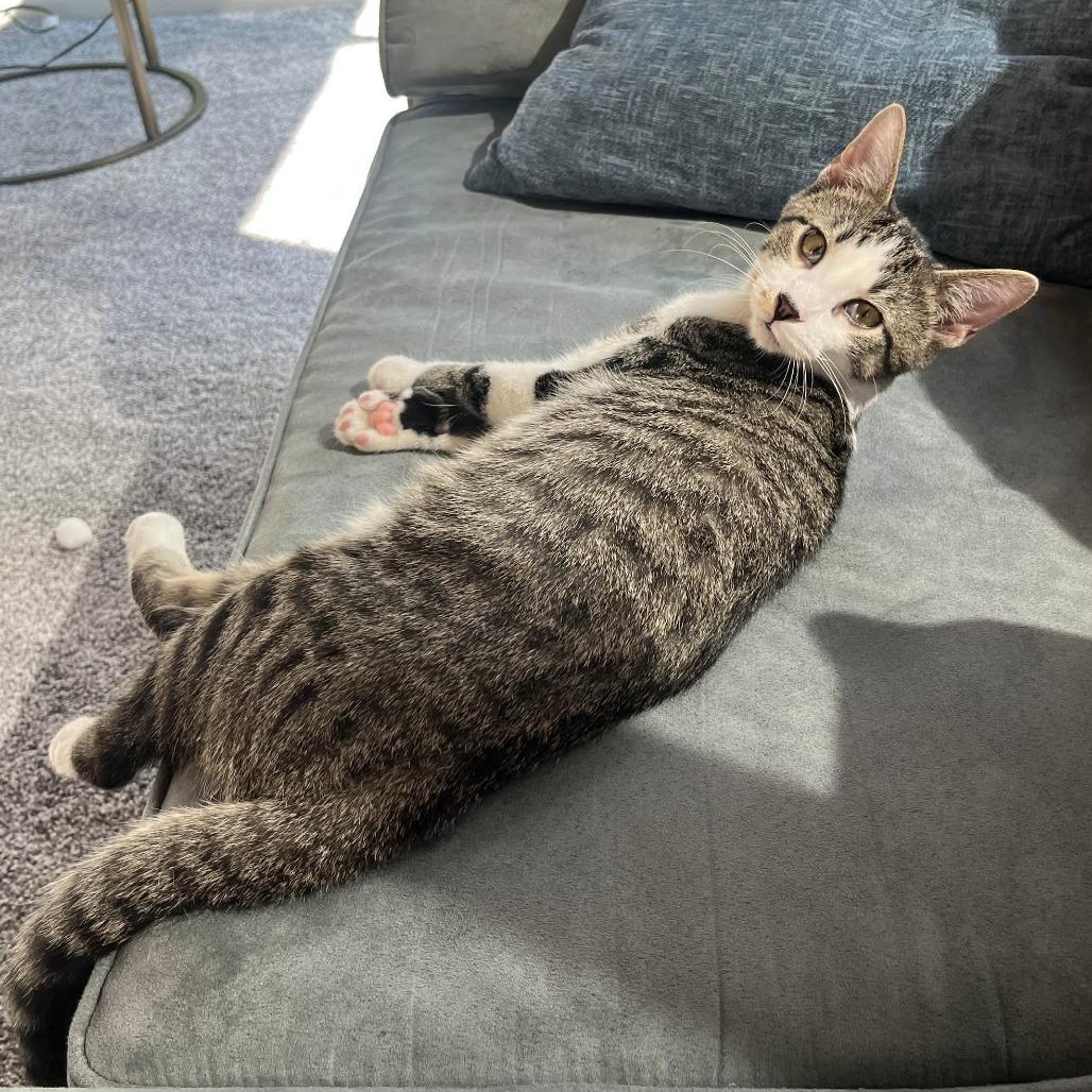 Enlarge Raymond Rain, a Adoptable Domestic Short Hair in Leechburg, PA image 1/6