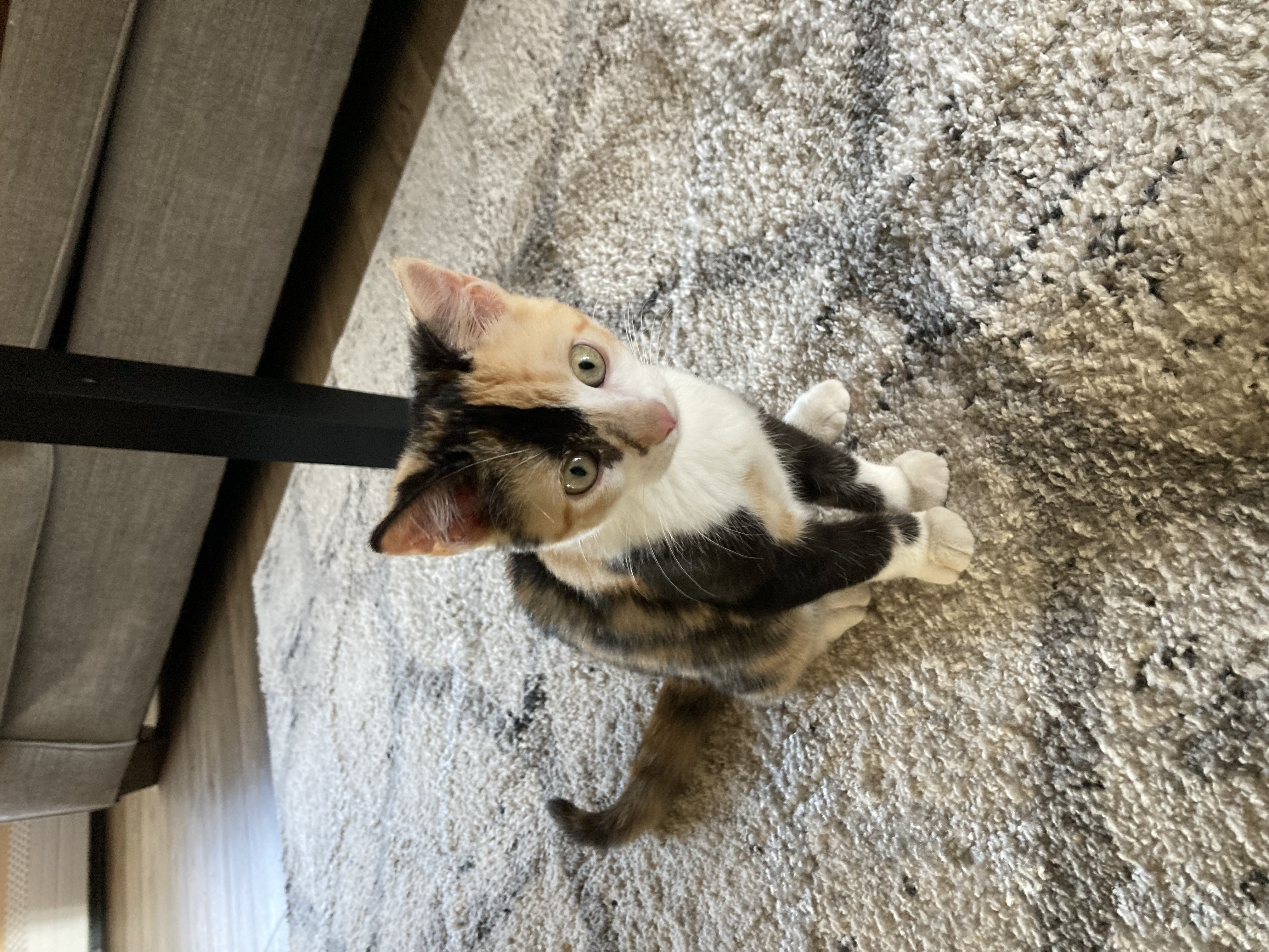 Cat for adoption Hadley, a Domestic Short Hair in Lacona, NY Petfinder