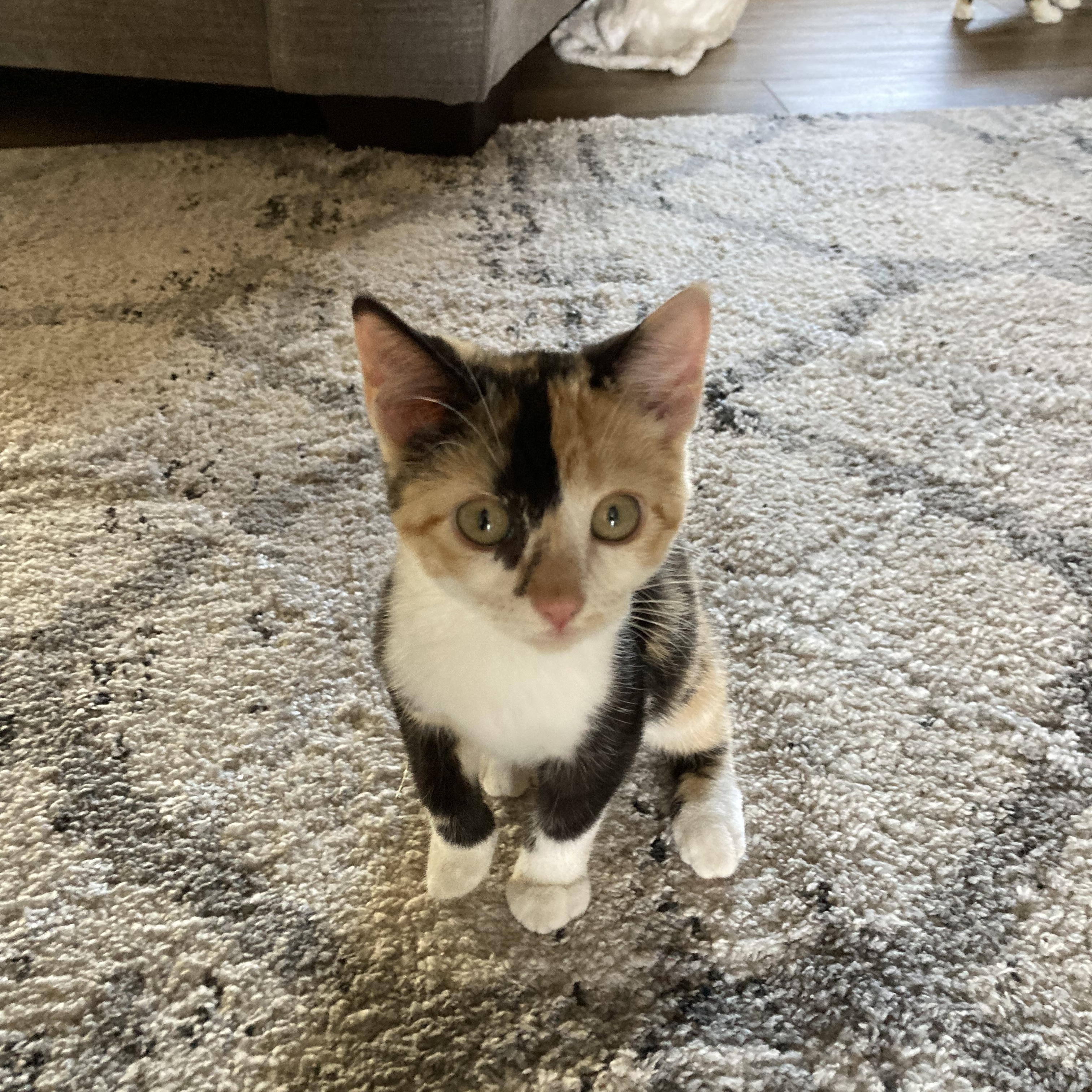 Cat for adoption Hadley, a Domestic Short Hair in Lacona, NY Petfinder