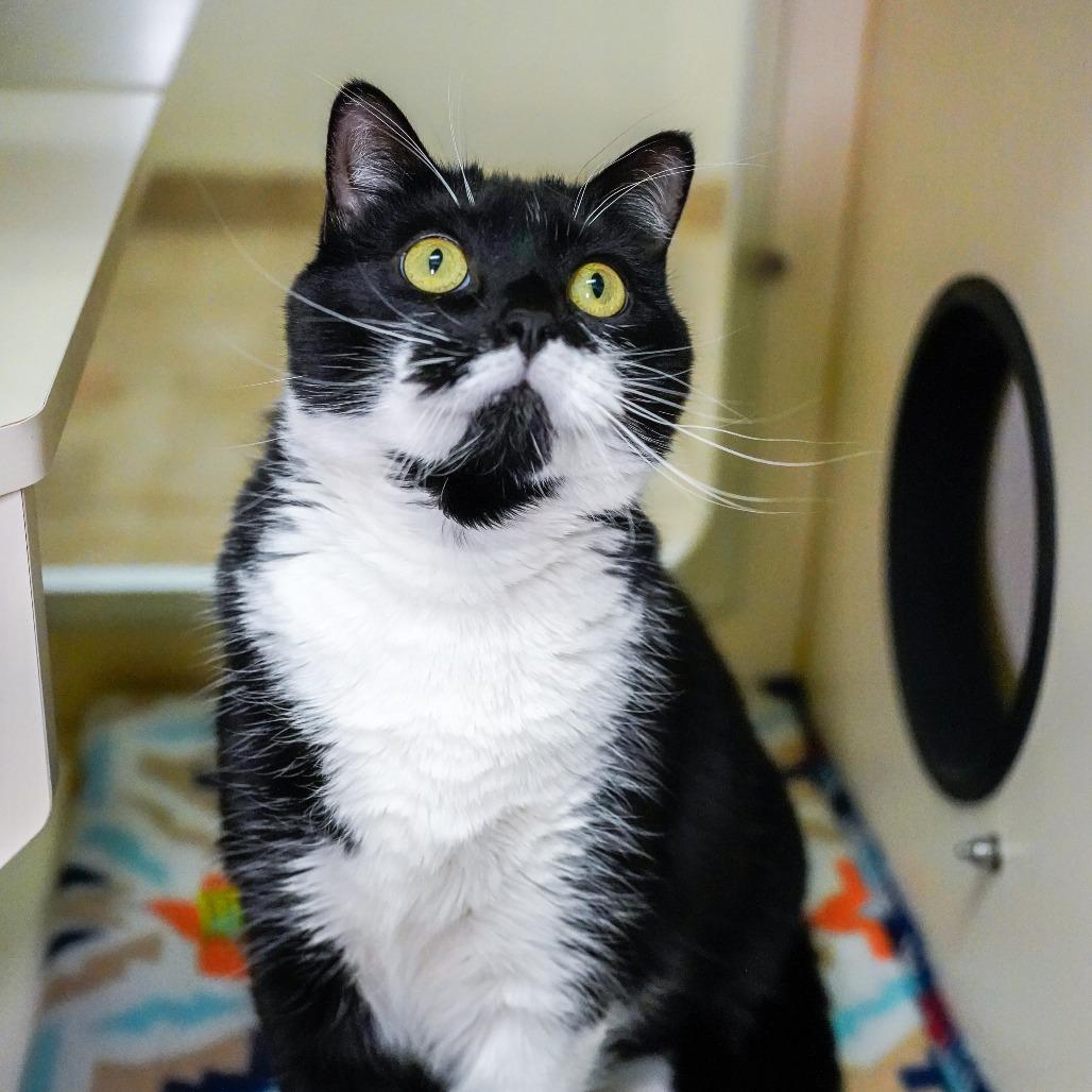 FB, Adoptable, Adult Female Domestic Short Hair.