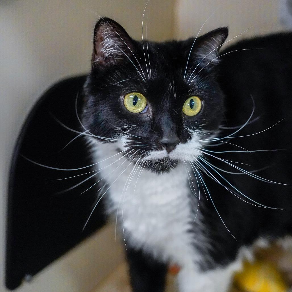 Enlarge Fuzzy, a Adoptable Domestic Short Hair in Thomaston, ME image 2/3