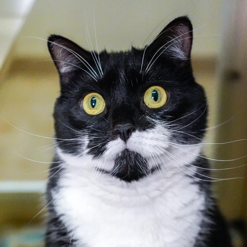 FB, a Adoptable Domestic Short Hair in Thomaston, ME image 2/2