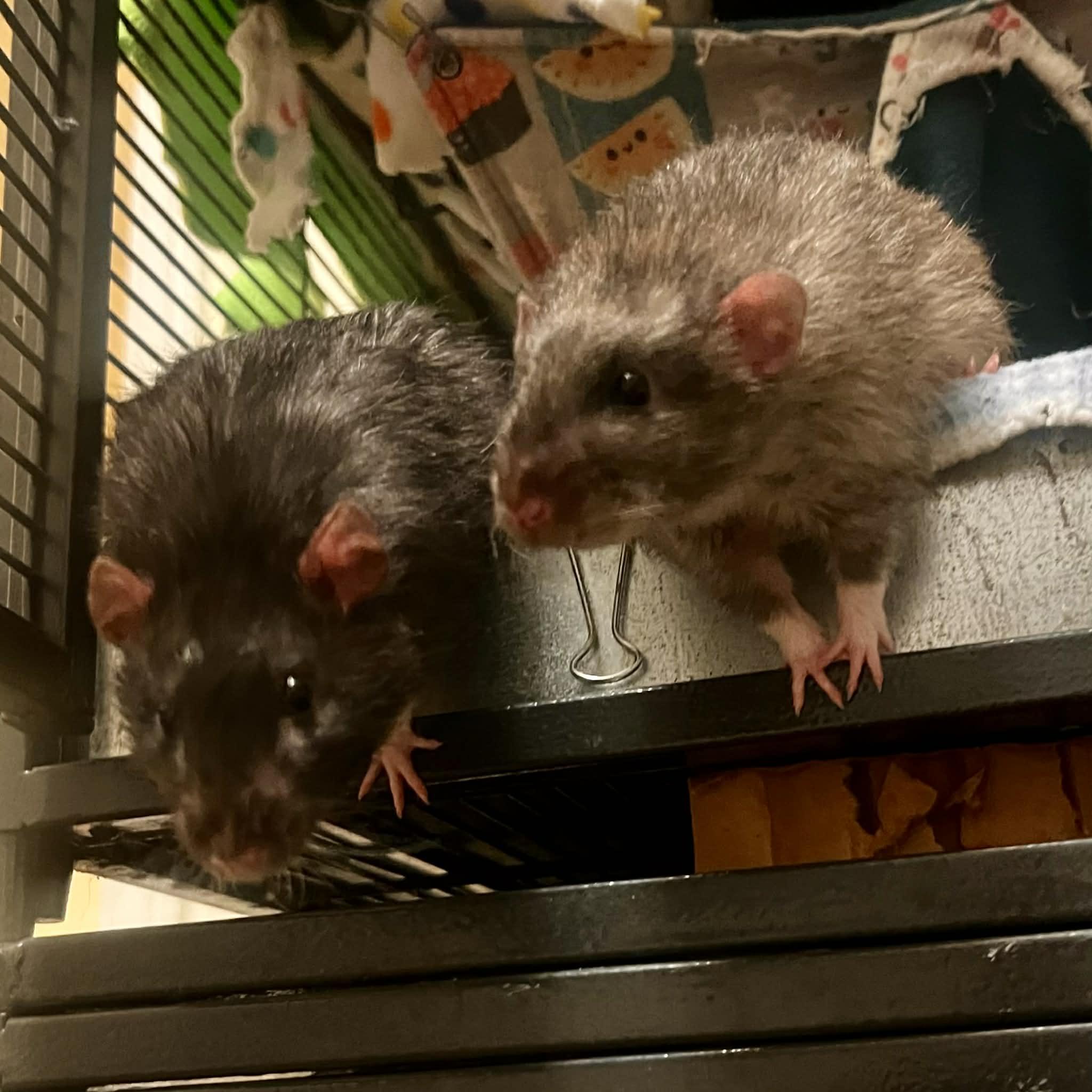 Enlarge Ben & Jerry, an adopted Rat in Norcross, GA image 2/2