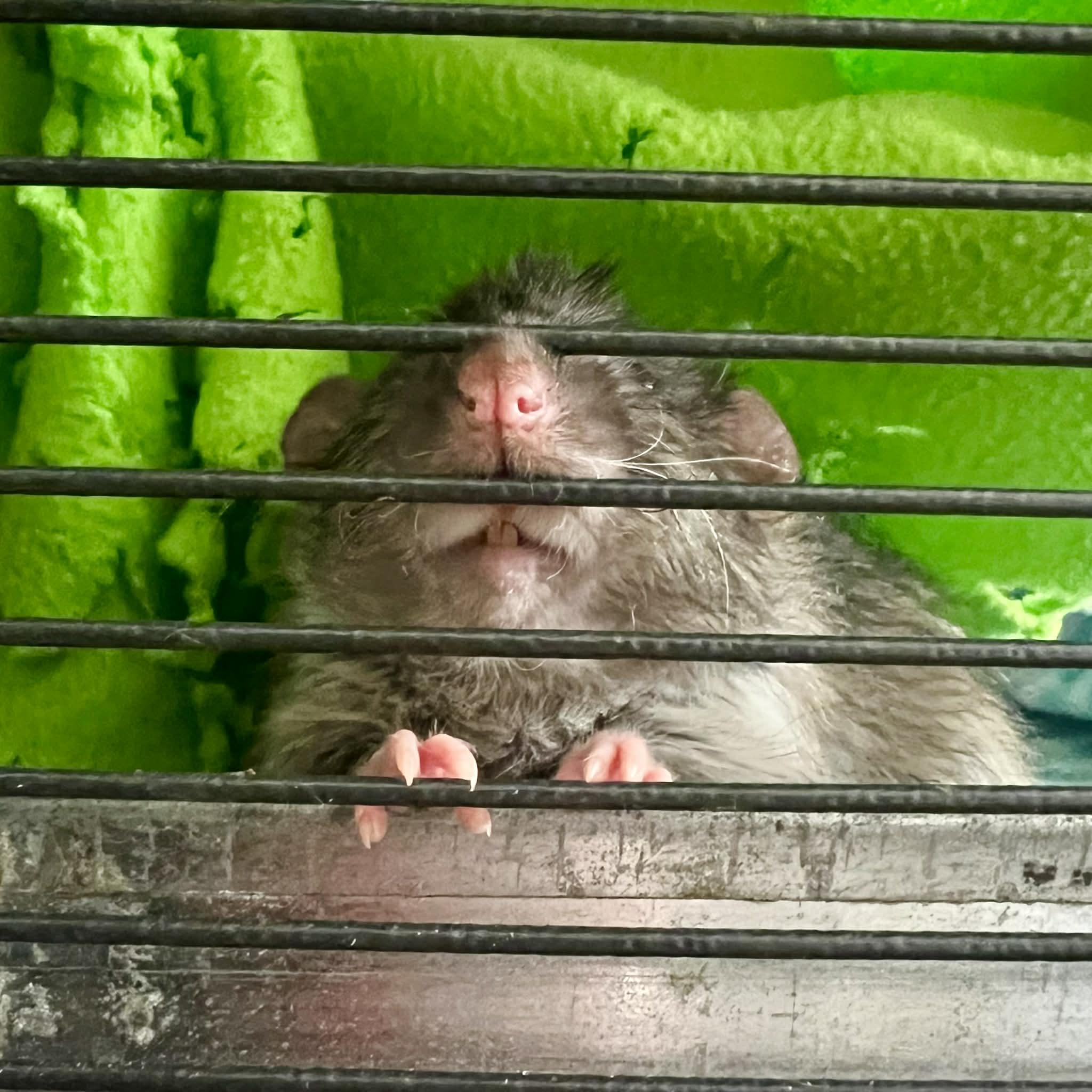 Enlarge Ben & Jerry, an adopted Rat in Norcross, GA image 1/2